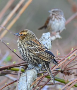 Red-winged Blackbird ~ female