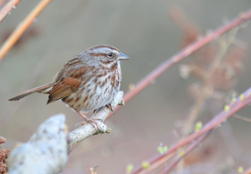 Song Sparrow