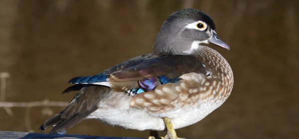 Female Wood Duck