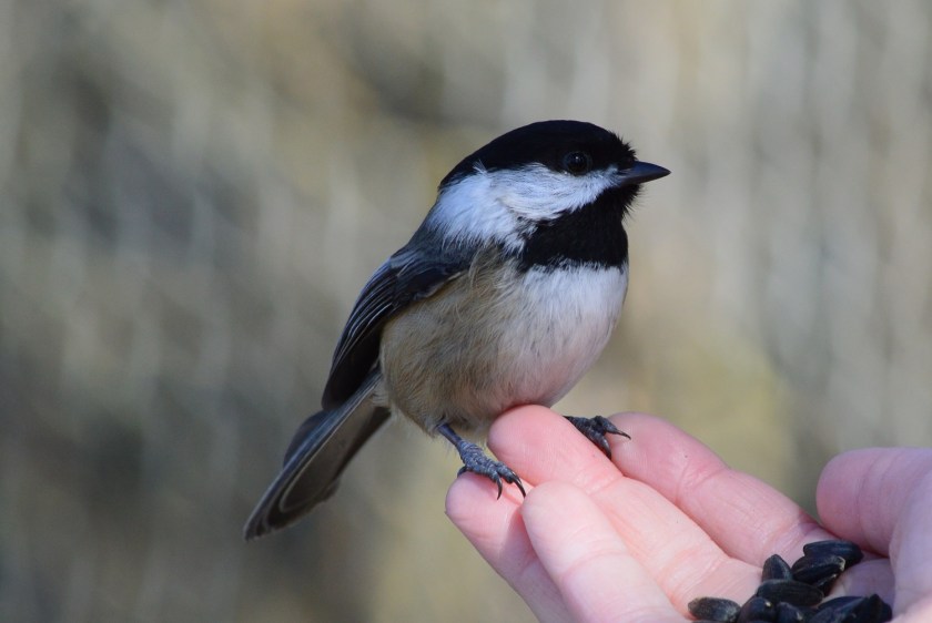 Black-capped Chickadee