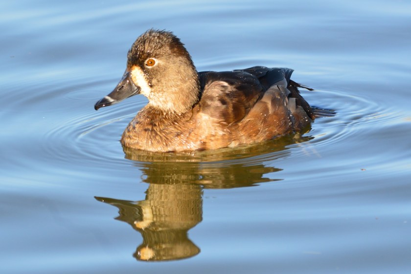 Female Ring-necked Duck