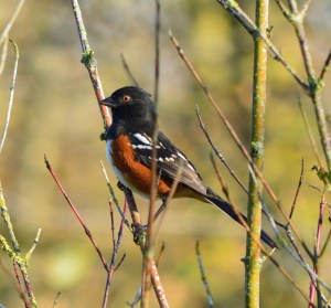 Spotted Towhee