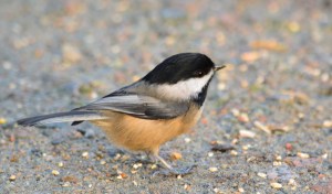 Black-capped Chickadee