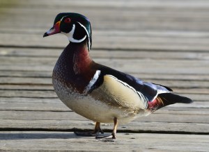 Male Wood Duck