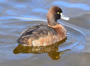 Lesser Scaup ~ female