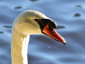 Mute Swan