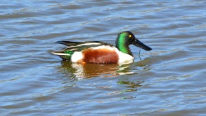 Northern Shoveller