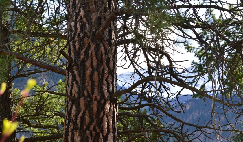 Tree ~ Lillooet, BC ~ April 5, 2015