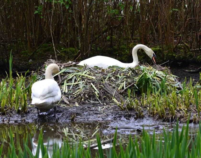 Mute Swans