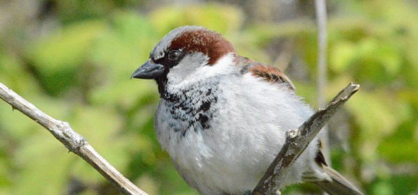 House Sparrow