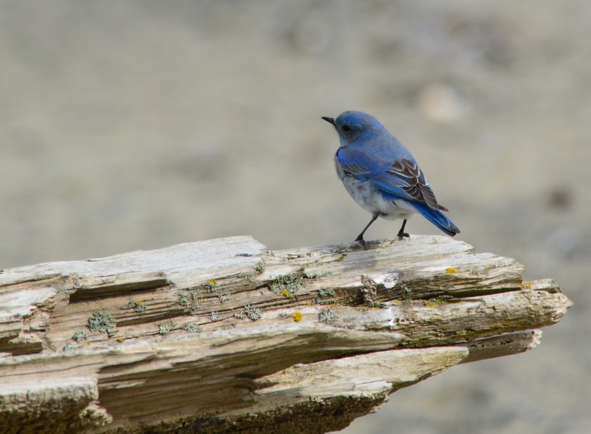Mountain Bluebird 