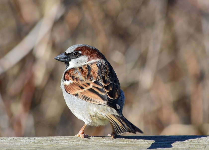 House Sparrow