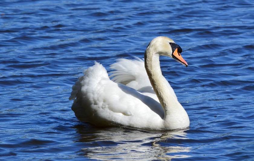 Mute Swan