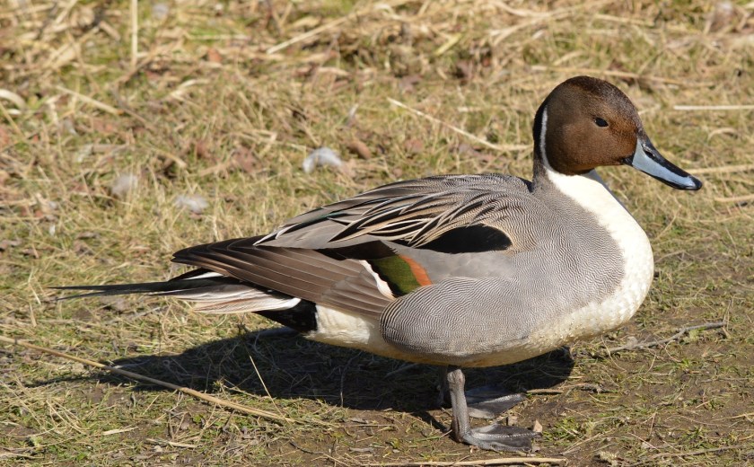 Northern Pintail