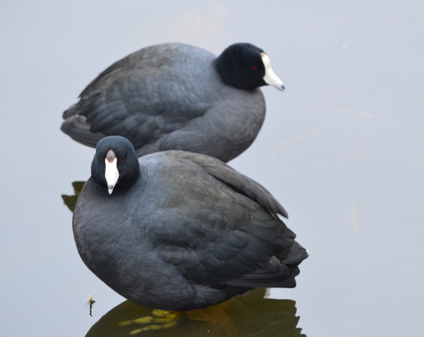 American Coot