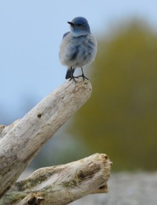 Mountain Bluebird