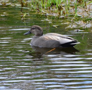 Male Gadwall