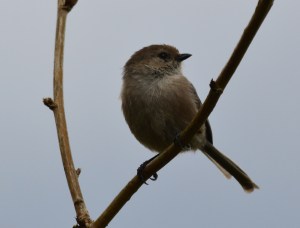 Bushtit