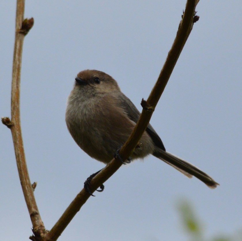 Bushtit