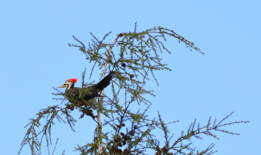 Pileated Woodpecker