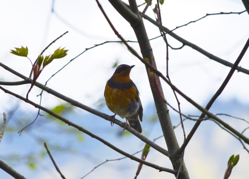 Varied Thrush