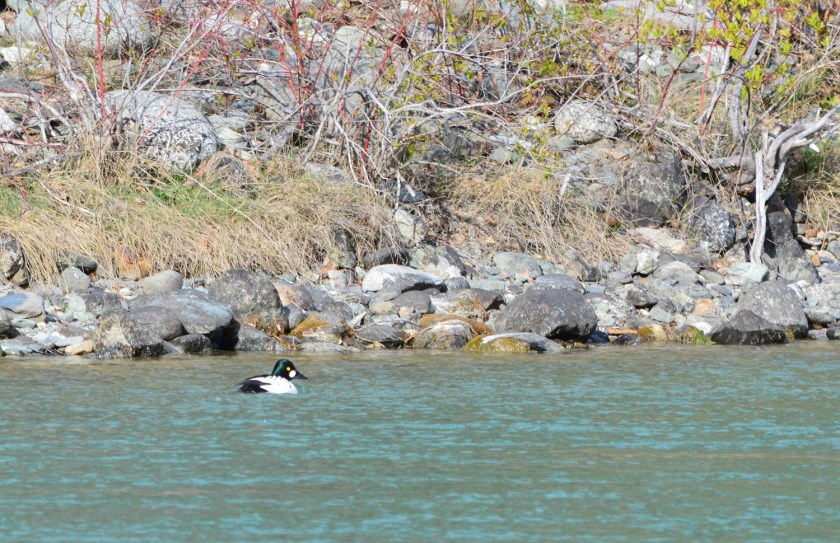 Common Goldeneye