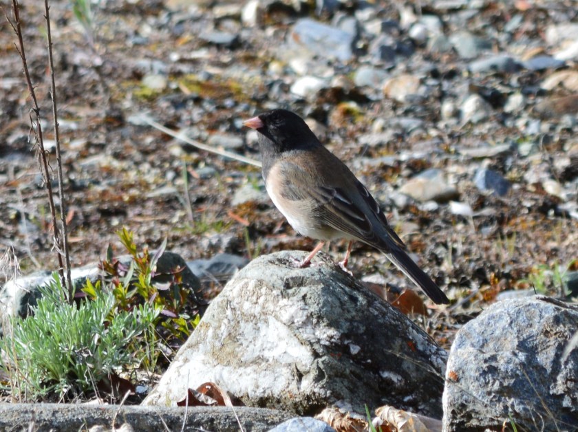 Dark-eyed Junco