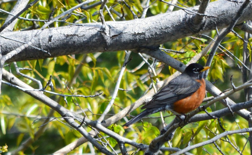 American Robin 