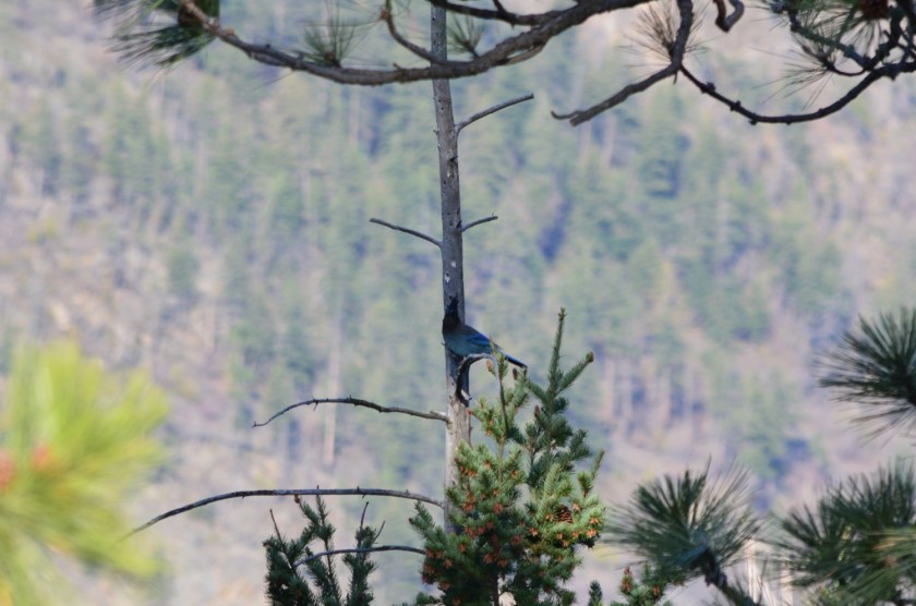 Steller's Jay