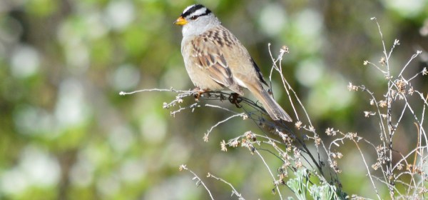 White-crowned Sparrow