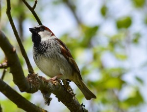 House Sparrow