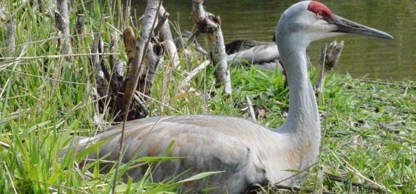Sandhill Crane