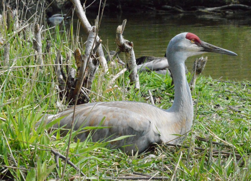Sandhill Crane