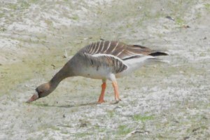 Greater White-fronted Goose