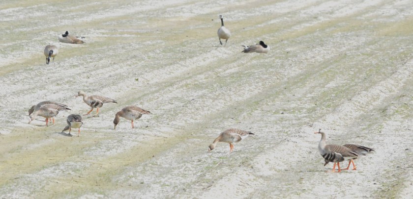 Greater White-fronted Goose  