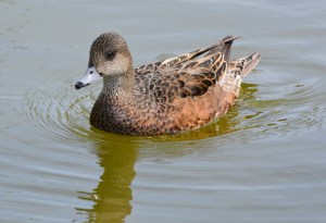 American Wigeon 
