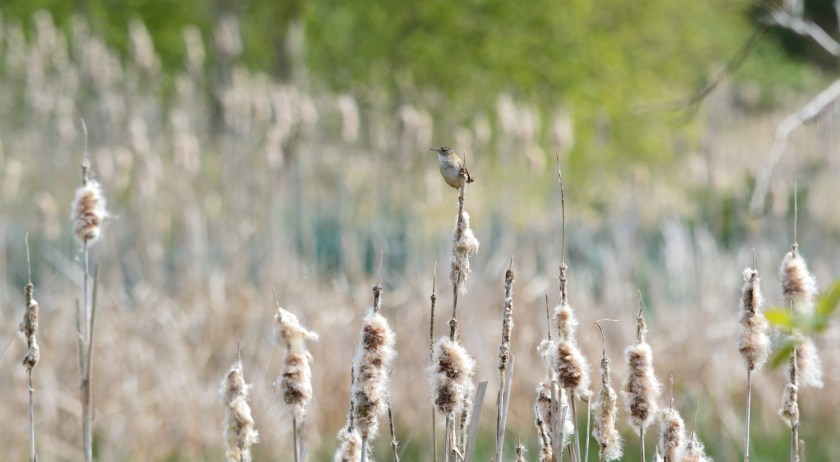 Marsh Wren