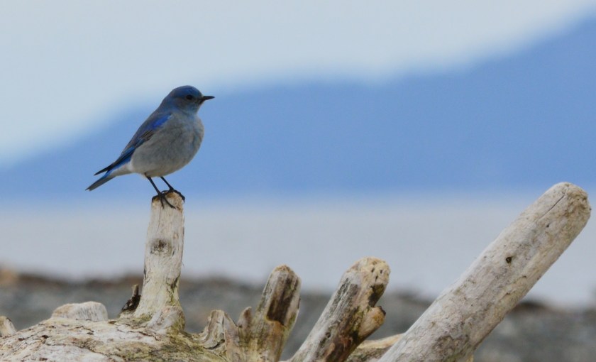 Mountain Bluebird