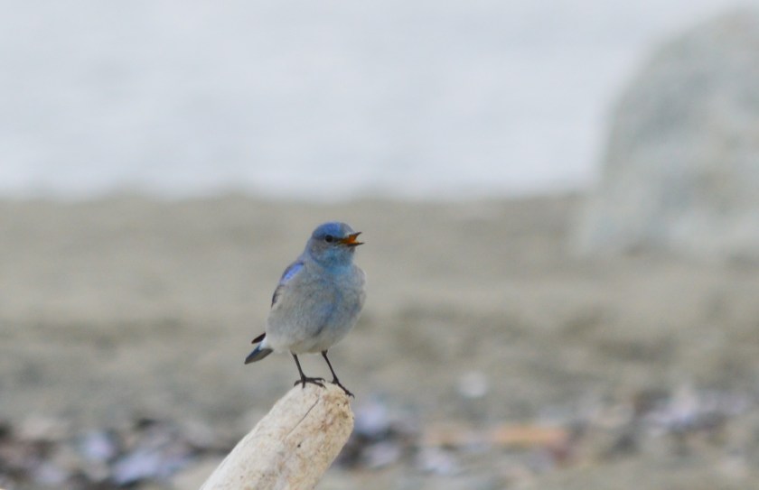 Mountain Bluebird ~ Spanish Banks ~ April 4, 2015