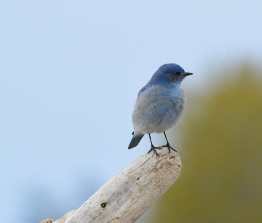 Mountain Bluebird