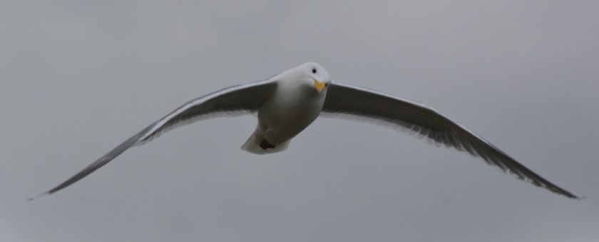 Western Gull