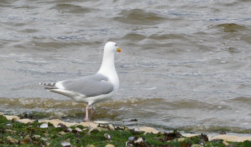 Western Gull 