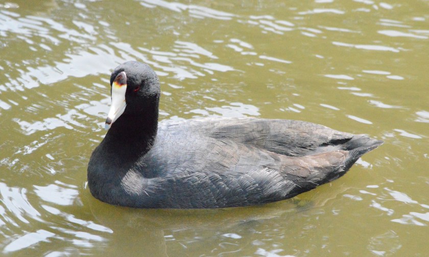 American Coot