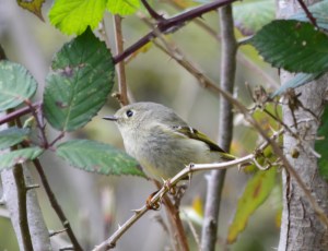 Ruby-crowned Kinglet