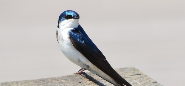 Tree Swallow
