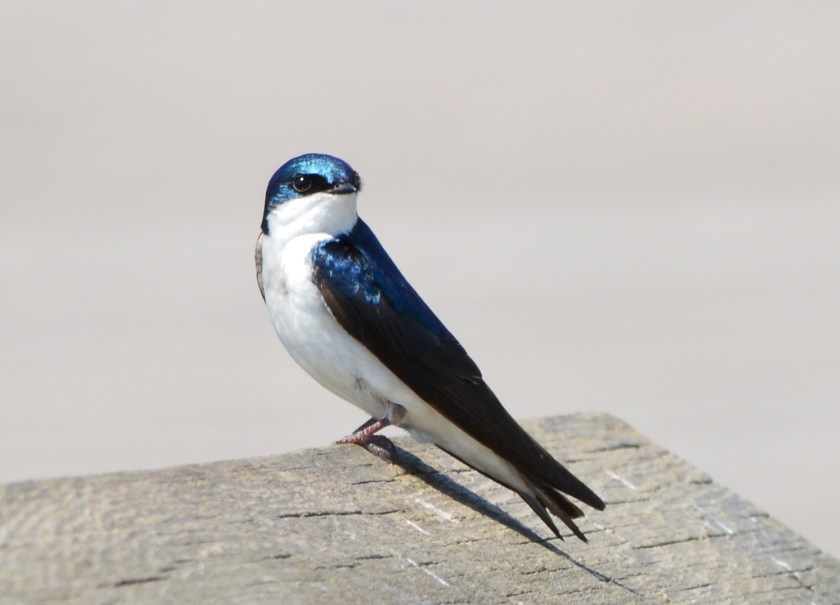 Tree Swallow