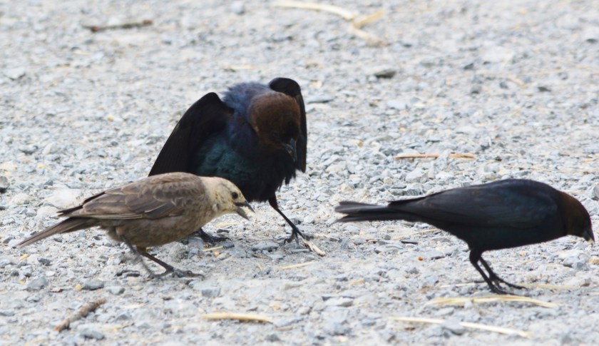Brown-headed Cowbird