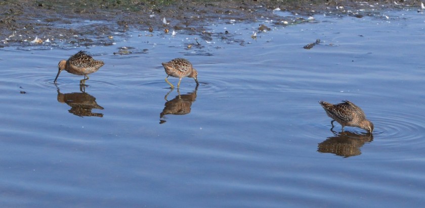 Dowitchers