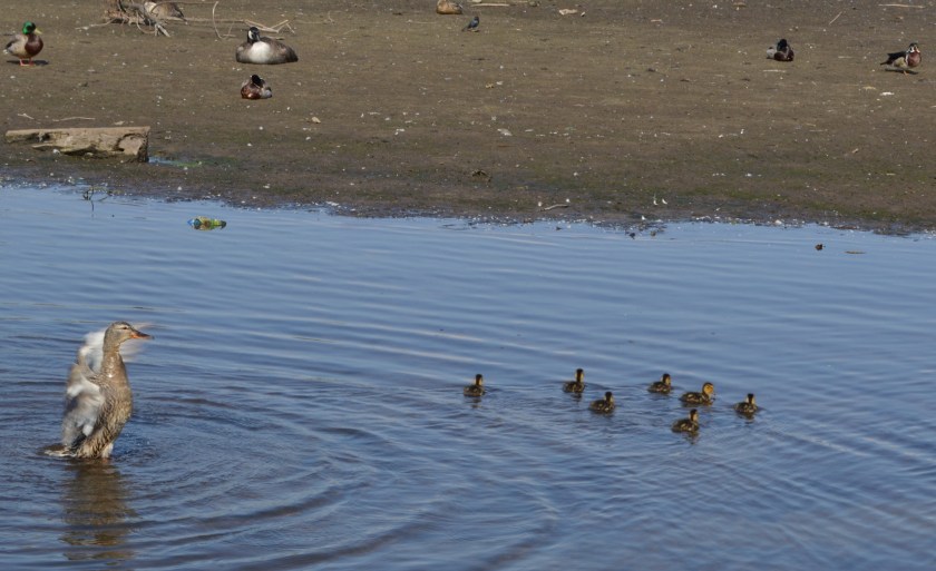 Mallard and her ducklings