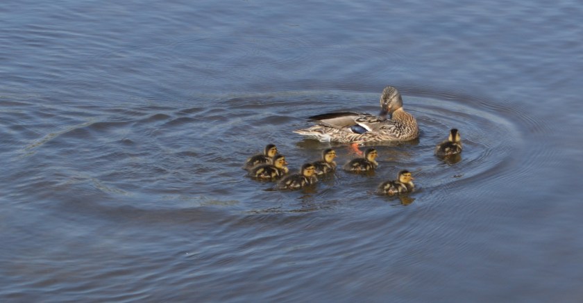 Mallard and her ducklings